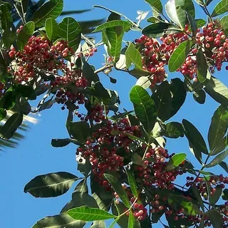 thumbnail for publication: Brazilian Pepper-Tree